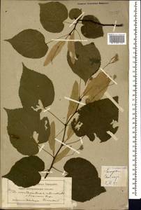 Tilia croizatii Chun & H. D. Wong, Caucasus, Georgia (K4) (Georgia)