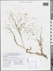 Panicum miliaceum L., Eastern Europe, Middle Volga region (E8) (Russia)