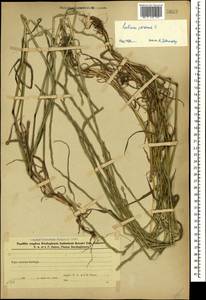 Lolium perenne L., Caucasus, Azerbaijan (K6) (Azerbaijan)