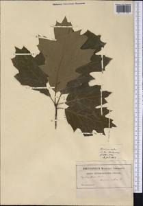 Quercus rubra L., America (AMER) (Not classified)