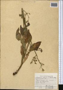 Lactuca serriola L., Middle Asia, Pamir & Pamiro-Alai (M2) (Tajikistan)