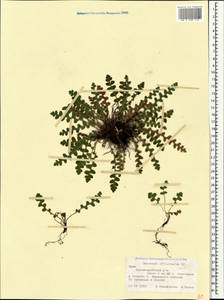 Asplenium ceterach subsp. ceterach, Crimea (KRYM) (Russia)