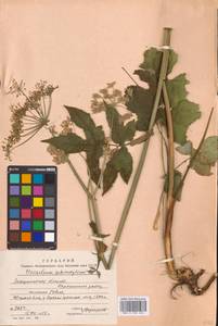 Heracleum sphondylium L., Eastern Europe, West Ukrainian region (E13) (Ukraine)