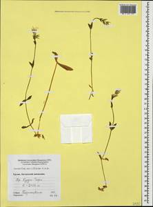 Cerastium multiflorum C. A. Mey., Caucasus, Georgia (K4) (Georgia)