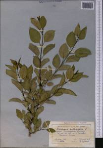 Rhamnus cathartica L., Middle Asia, Western Tian Shan & Karatau (M3) (Kazakhstan)