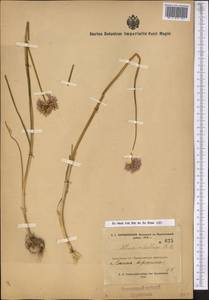 Allium rubellum M.Bieb., Middle Asia, Kopet Dag, Badkhyz, Small & Great Balkhan (M1) (Turkmenistan)