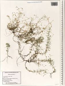 Stellaria graminea L., South Asia, South Asia (Asia outside ex-Soviet states and Mongolia) (ASIA) (China)