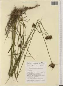 Dianthus moesiacus, Western Europe (EUR) (Bulgaria)
