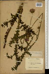 Carduus adpressus C. A. Mey., Caucasus, Krasnodar Krai & Adygea (K1a) (Russia)
