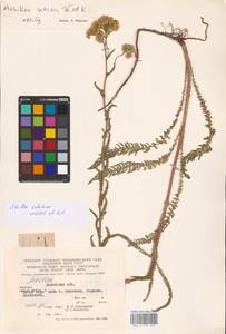 Achillea setacea Waldst. & Kit., Eastern Europe, West Ukrainian region (E13) (Ukraine)