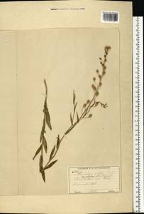 Camelina sativa (L.) Crantz, Eastern Europe, Moscow region (E4a) (Russia)