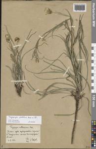 Tragopogon podolicus Besser ex DC., Eastern Europe, Lower Volga region (E9) (Russia)