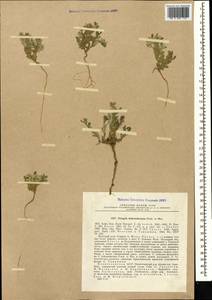 Polygala hohenackeriana Fisch. & C. A. Meyer, Caucasus, Azerbaijan (K6) (Azerbaijan)