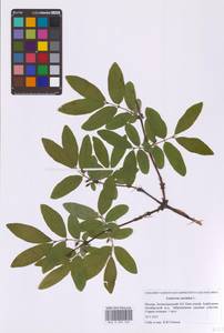 Lonicera caerulea L., Eastern Europe, Moscow region (E4a) (Russia)