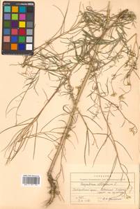 Sisymbrium altissimum L., Siberia, Russian Far East (S6) (Russia)