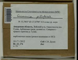 Grimmia pilifera P. Beauv., Bryophytes, Bryophytes - Russian Far East (excl. Chukotka & Kamchatka) (B20) (Russia)