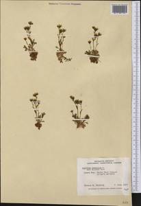 Saxifraga cespitosa, America (AMER) (Canada)