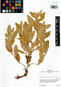 Koenigia sericea (Pall.), Siberia, Baikal & Transbaikal region (S4) (Russia)