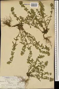 Sideritis montana L., Caucasus, Armenia (K5) (Armenia)