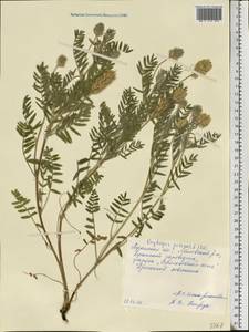 Oxytropis pilosa (L.) DC., Eastern Europe, North Ukrainian region (E11) (Ukraine)