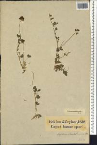 Trifolium burchellianum Ser., Africa (AFR) (South Africa)