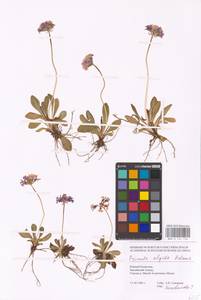 Primula algida Adams, Middle Asia, Middle Asia (no precise locality) (M0)