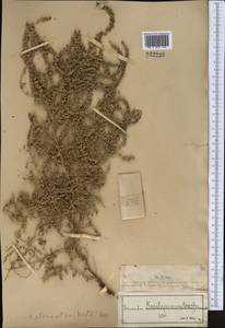 Suaeda acuminata (C. A. Mey.) Moq., Middle Asia, Syr-Darian deserts & Kyzylkum (M7) (Kazakhstan)