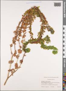 Cerinthe minor L., Siberia, Western Siberia (S1) (Russia)