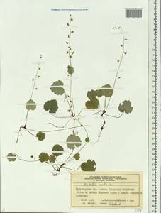Mitella nuda L., Siberia, Central Siberia (S3) (Russia)