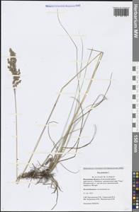 Poa pratensis L., Eastern Europe, Central region (E4) (Russia)