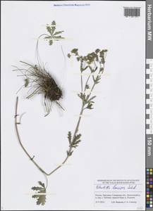 Potentilla longipes Ledeb., Eastern Europe, Middle Volga region (E8) (Russia)