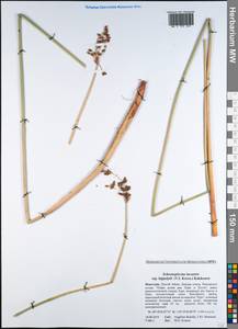 Schoenoplectus lacustris subsp. hippolyti (V.I.Krecz.) Kukkonen, Mongolia (MONG) (Mongolia)