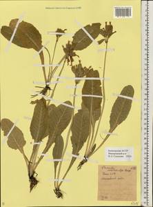 Primula veris subsp. macrocalyx (Bunge) Lüdi, Eastern Europe, Eastern region (E10) (Russia)
