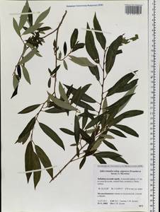 Salix subfragilis Anderss., Siberia, Baikal & Transbaikal region (S4) (Russia)