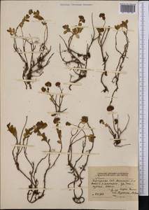 Hylotelephium ewersii (Ledeb.) H. Ohba, Middle Asia, Northern & Central Tian Shan (M4) (Kyrgyzstan)