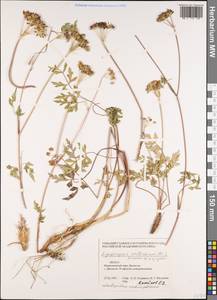 Ligusticopsis wallichiana (DC.) Pimenov & Kljuykov, South Asia, South Asia (Asia outside ex-Soviet states and Mongolia) (ASIA) (Nepal)
