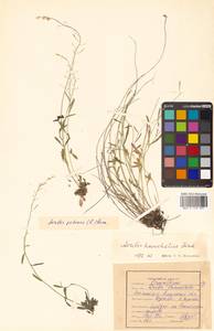 Arabidopsis lyrata subsp. petraea (L.) O'Kane & Al-Shehbaz, Siberia, Russian Far East (S6) (Russia)