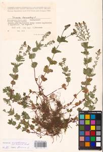 MHA 0 161 191, Veronica vindobonensis (M. Fisch.) M. Fisch., Eastern Europe, Lower Volga region (E9) (Russia)