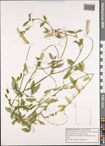 Lathyrus odoratus L., Eastern Europe, Moscow region (E4a) (Russia)