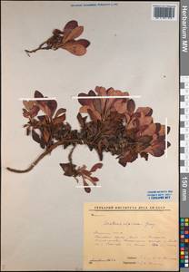 Arctostaphylos alpinus (L.) Spreng., Siberia, Yakutia (S5) (Russia)
