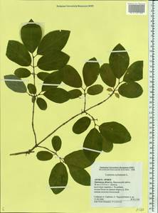 Lonicera xylosteum L., Eastern Europe, Central forest-and-steppe region (E6) (Russia)