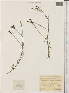 Dianthus campestris M. Bieb., Western Europe (EUR) (Bulgaria)