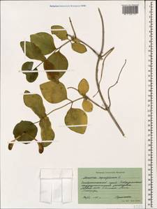 Lonicera caprifolium L., Caucasus, Stavropol Krai, Karachay-Cherkessia & Kabardino-Balkaria (K1b) (Russia)