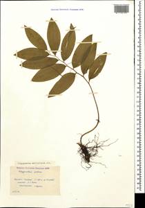 Polygonatum multiflorum (L.) All., Caucasus, Krasnodar Krai & Adygea (K1a) (Russia)