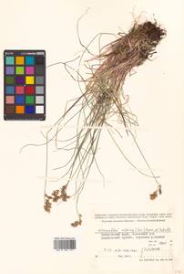 Anthoxanthum monticola (Bigelow) Veldkamp, Siberia, Russian Far East (S6) (Russia)