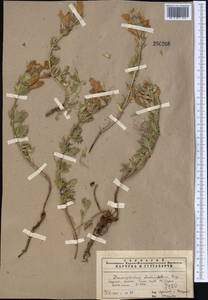 Dracocephalum diversifolium Rupr., Middle Asia, Pamir & Pamiro-Alai (M2) (Uzbekistan)