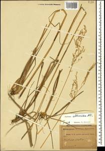Festuca altissima All., Caucasus, Abkhazia (K4a) (Abkhazia)