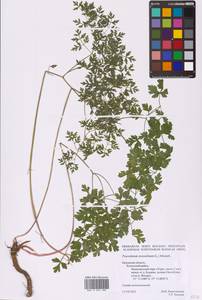 Oreoselinum nigrum Delarbre, Eastern Europe, Central region (E4) (Russia)