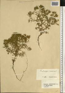 Ceratocarpus arenarius L., Eastern Europe, Eastern region (E10) (Russia)