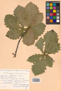 Quercus mongolica Fisch. ex Ledeb., Siberia, Russian Far East (S6) (Russia)